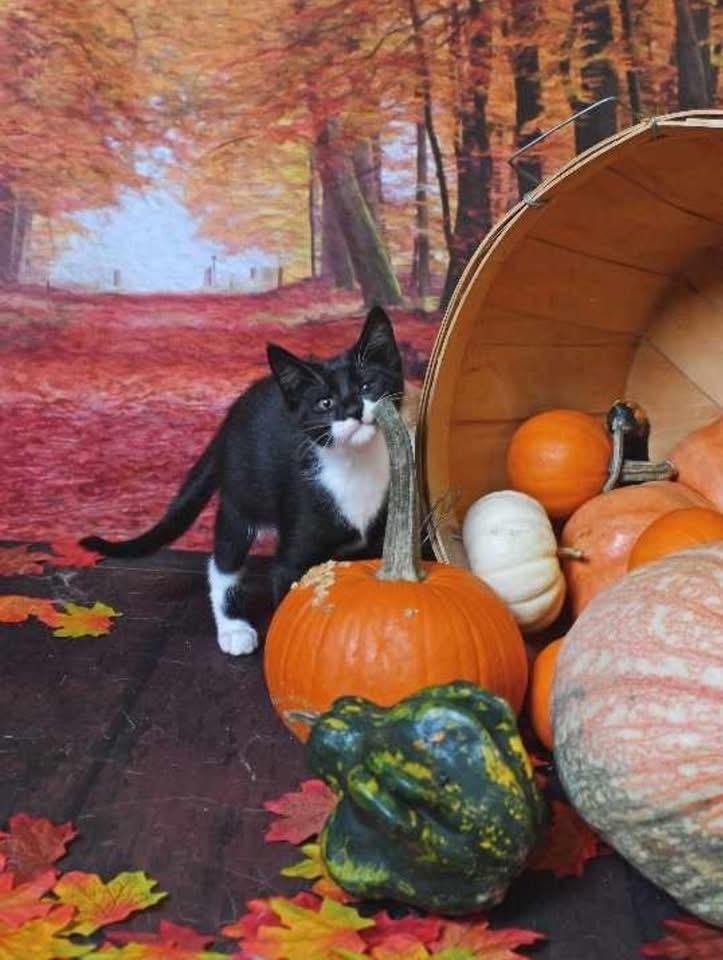 Enlarge Ricky, a Adoptable mixed breed in levittown, NY image 5/5