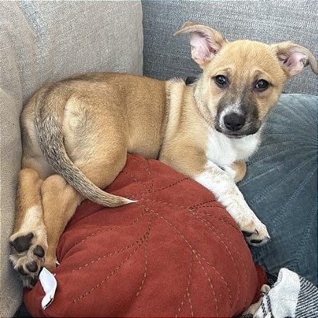 Lillipup, a Adoptable mixed breed in Crystal, MN image 2/6