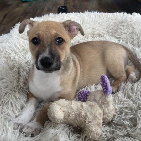 Lillipup, a Adoptable mixed breed in Crystal, MN image 3/6