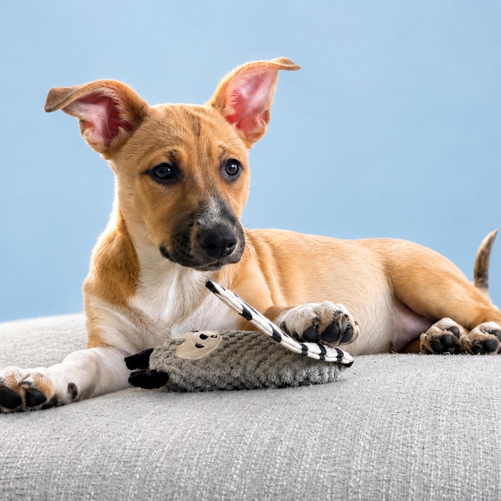 Lillipup, a Adoptable mixed breed in Crystal, MN image 4/6