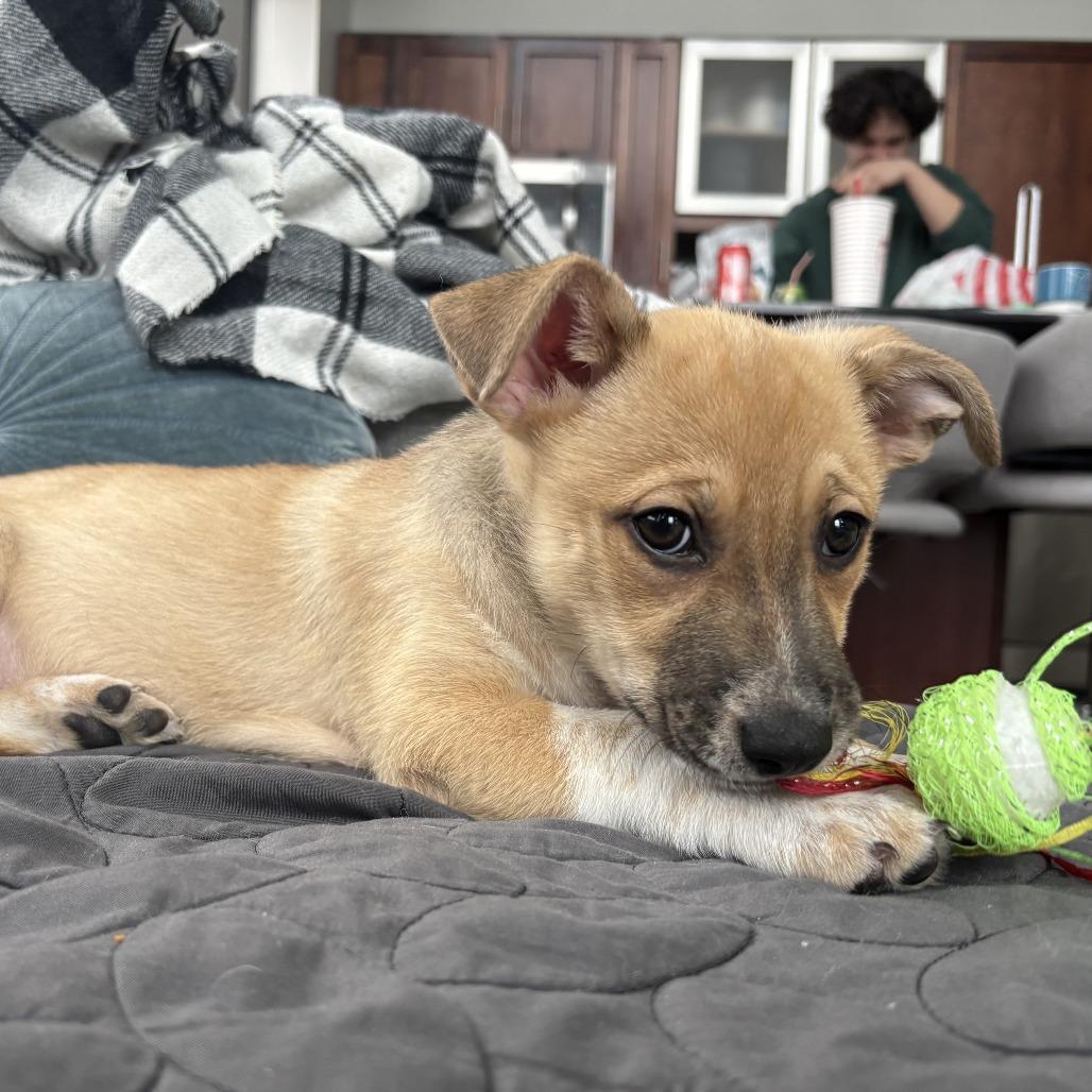 Lillipup, a Adoptable mixed breed in Crystal, MN image 5/6