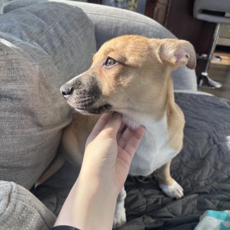 Lillipup, a Adoptable mixed breed in Crystal, MN image 6/6