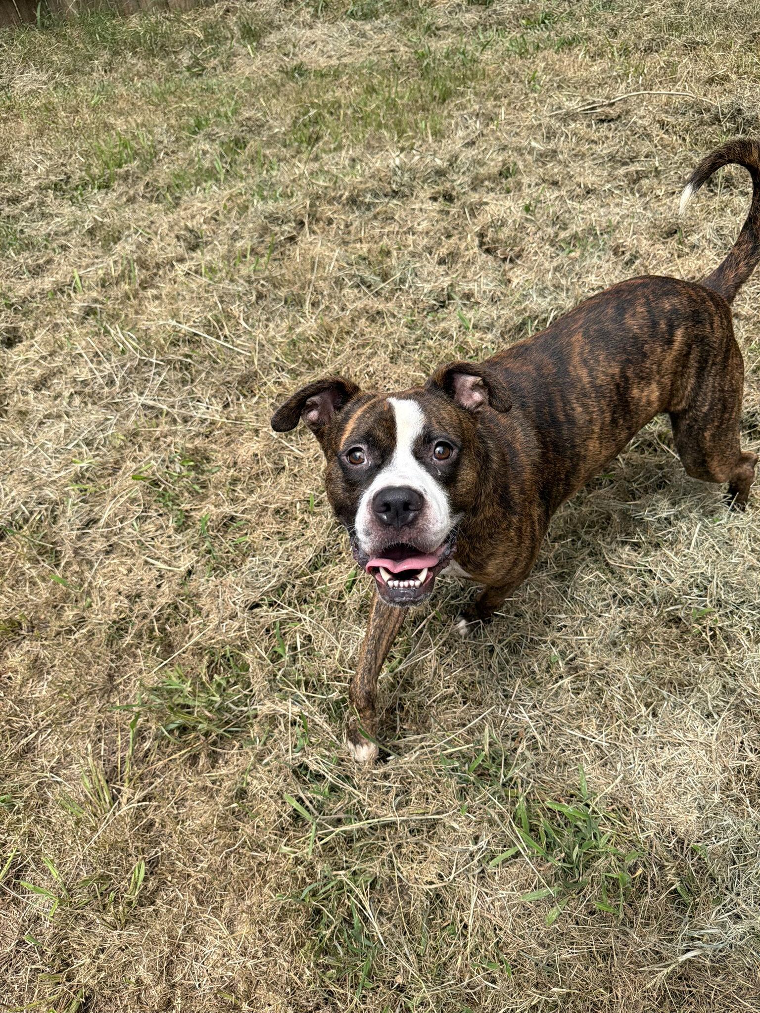 Einstein, Adoptable, Young Male Boxer.