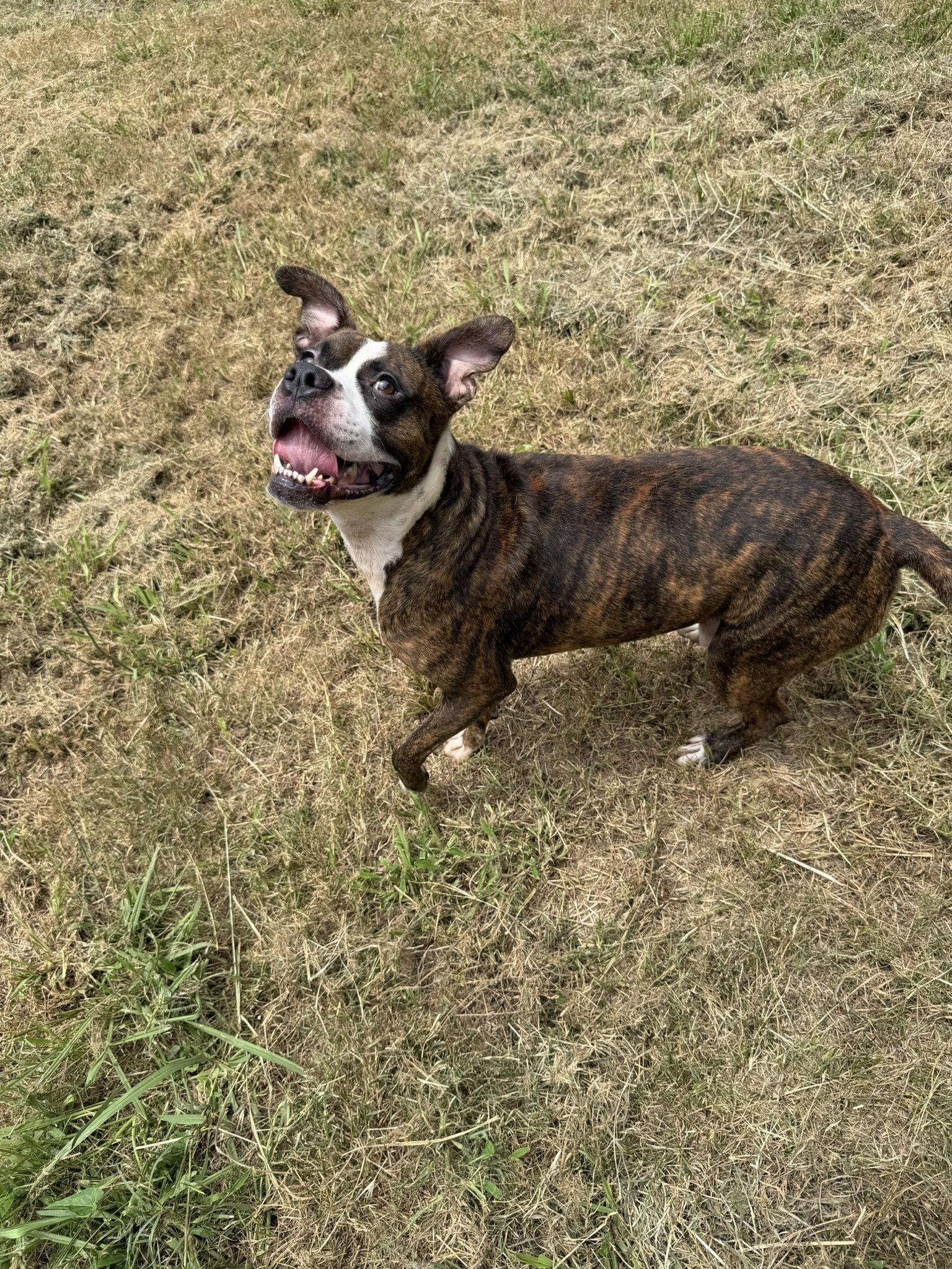 Enlarge Einstein, a Adoptable Boxer in Jackson, MS image 2/2