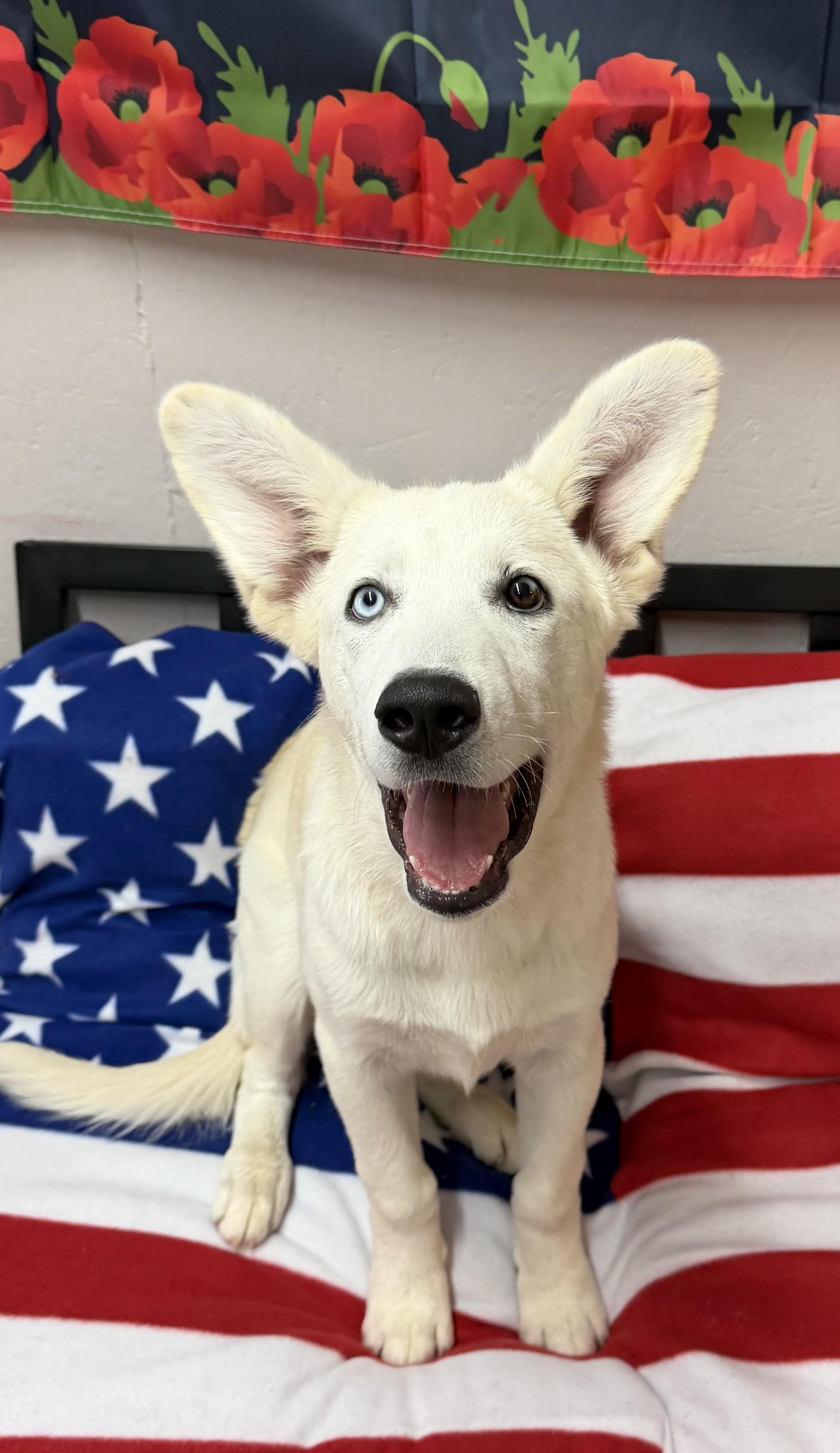 Enlarge Atlas, a ADOPTABLE mixed breed in Grove, OK image 1/1