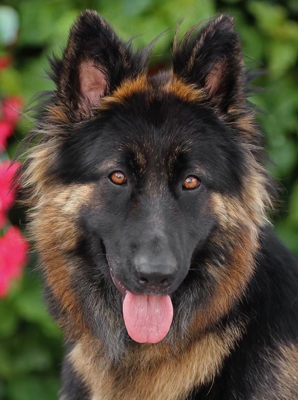 *Teza von Temnitztal, Young Female German Shepherd Dog