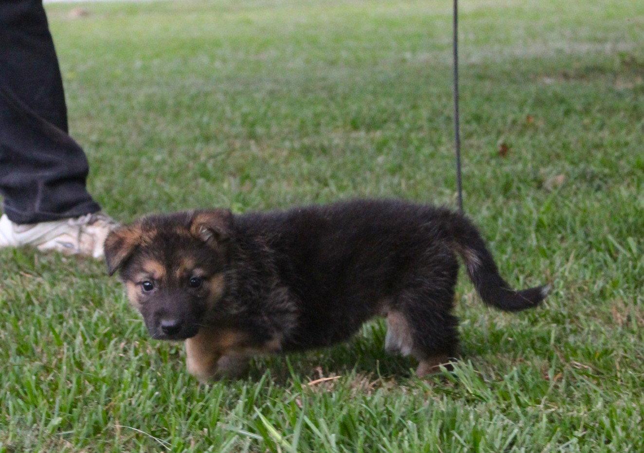 Delia-9wks-Spay Contract Required $525, Adoptable, Puppy Female German Shepherd Dog.