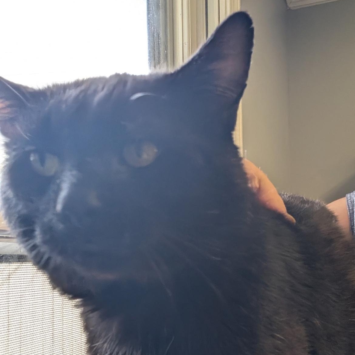 Noa, a Adoptable Domestic Short Hair in Brockport, NY image 2/3