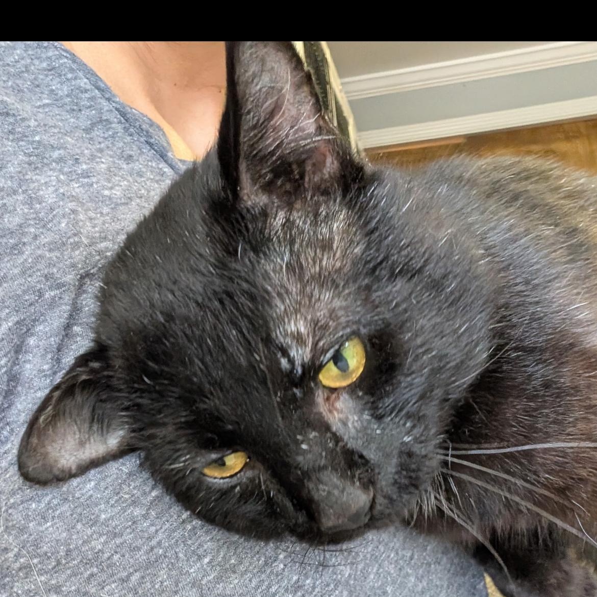 Noa, a Adoptable Domestic Short Hair in Brockport, NY image 3/3