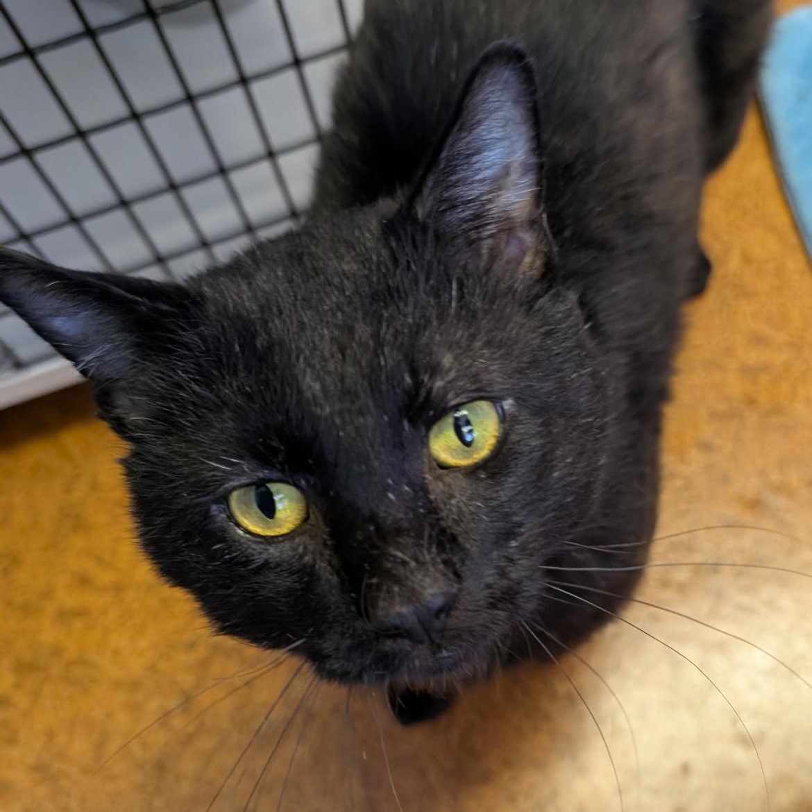 Noa, Adoptable, Adult Male Domestic Short Hair.