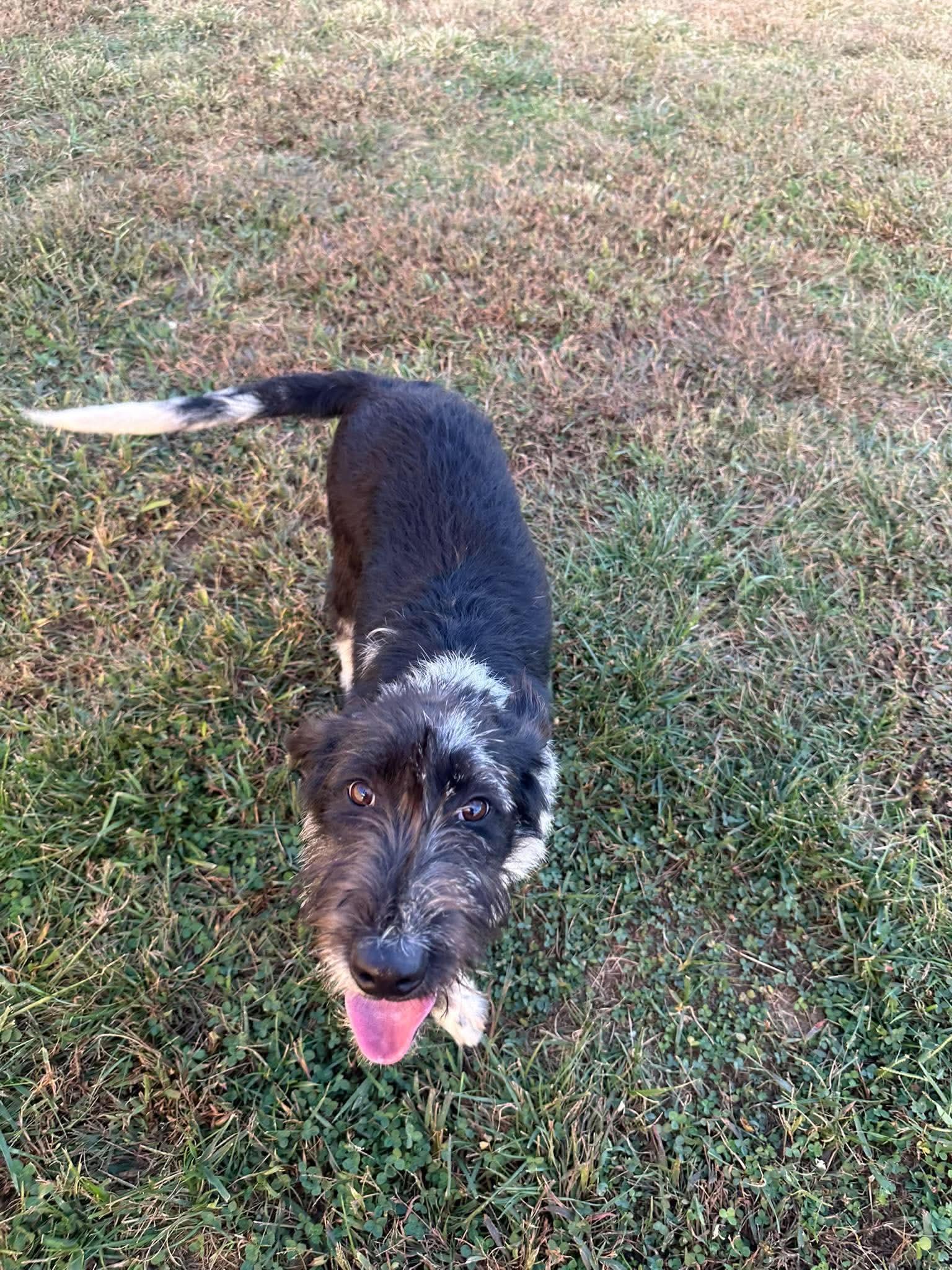 Giggles, Adoptable, Young Female Labrador Retriever & Standard Poodle.