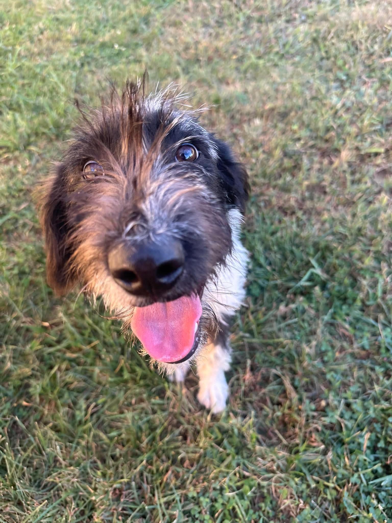 Enlarge Giggles, a Adoptable mixed breed in Steeleville, IL image 2/3