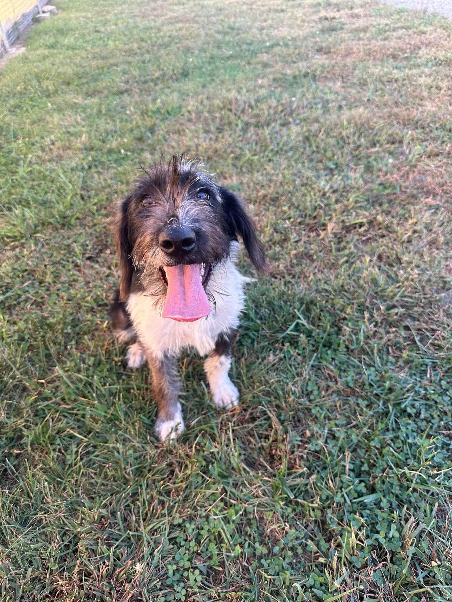 Enlarge Giggles, a Adoptable mixed breed in Steeleville, IL image 3/3