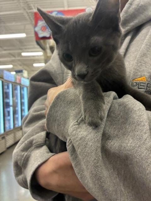 Cedar, Adoptable, Kitten Male Domestic Short Hair.