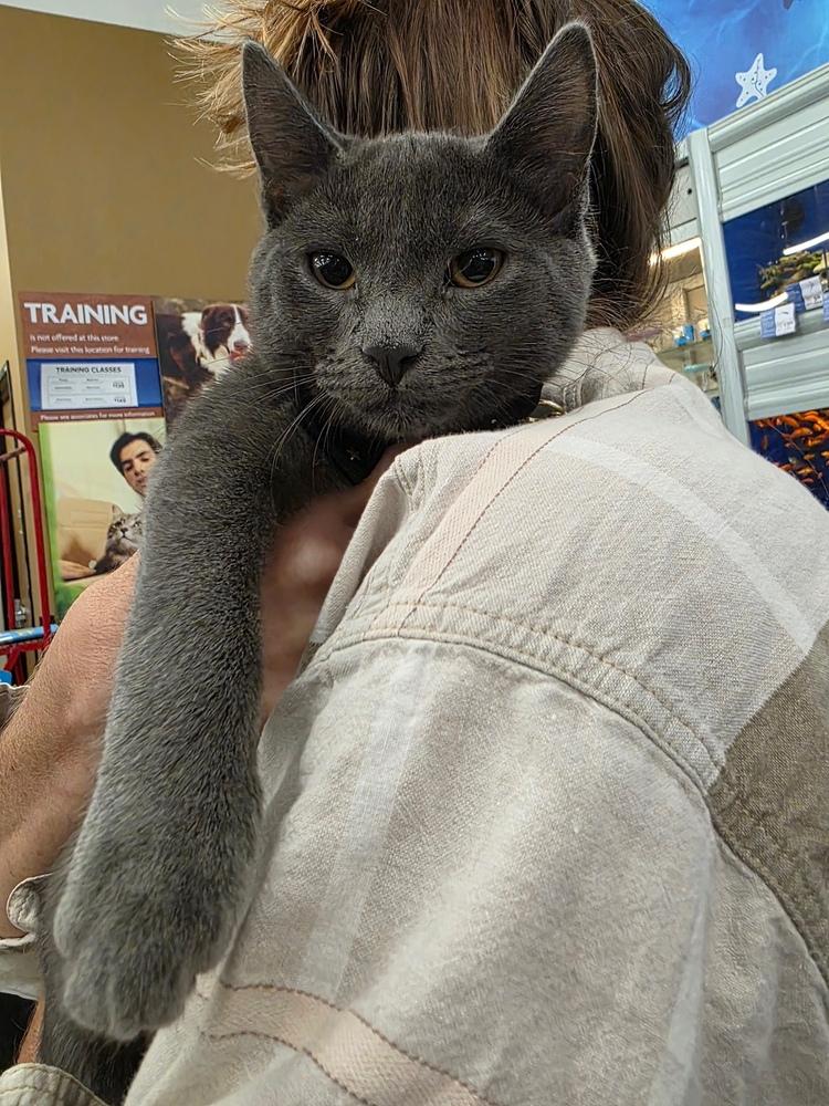 Cedar, a Adoptable mixed breed in Wilmington, NC image 1/5