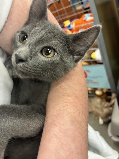 Cedar, a Adoptable mixed breed in Wilmington, NC image 5/6