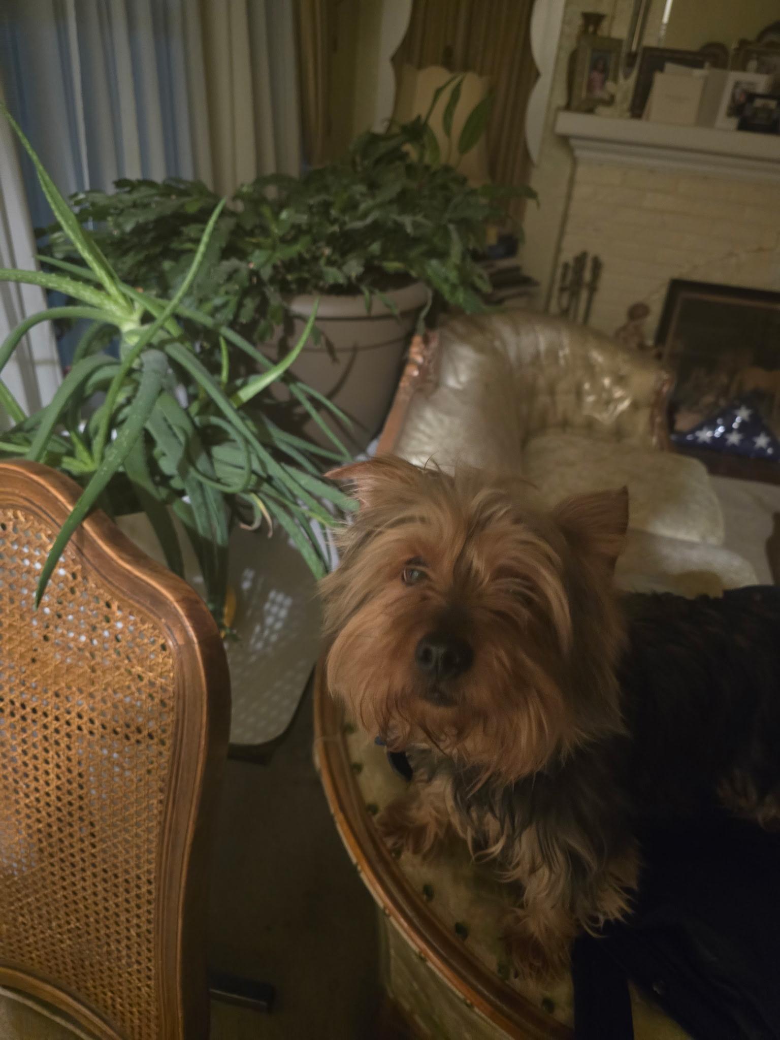 Kobi, an adopted Yorkshire Terrier in Detroit, MI image 4/5