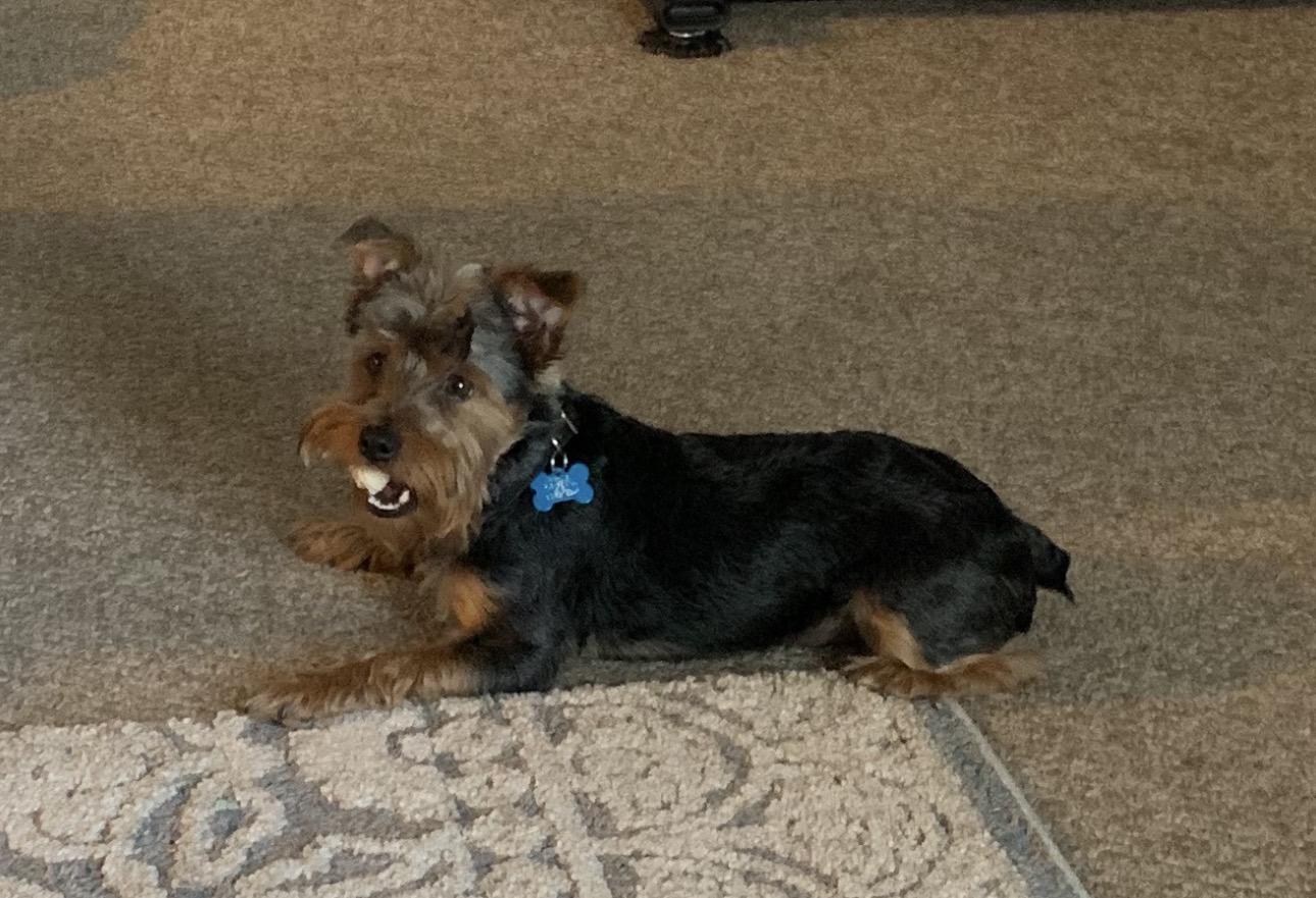 Kobi, an adopted Yorkshire Terrier in Detroit, MI image 3/5