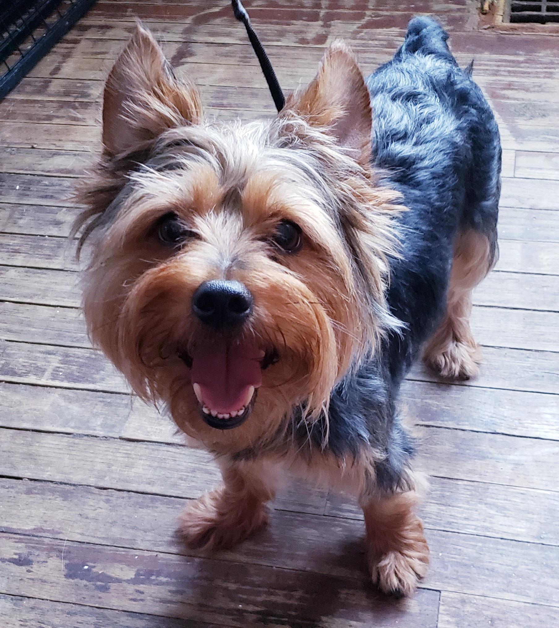 Kobi, adopted, Adult Male Yorkshire Terrier.