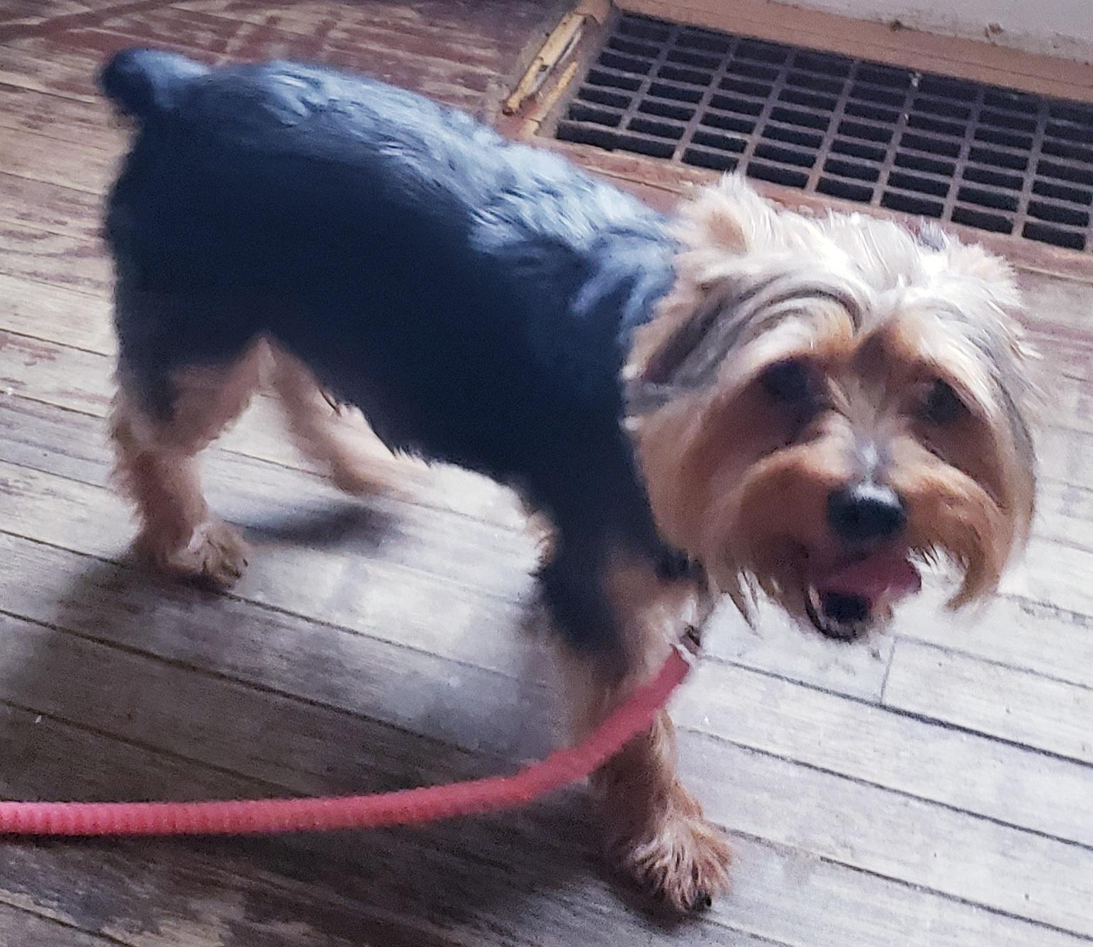 Kobi, an adopted Yorkshire Terrier in Detroit, MI image 2/5