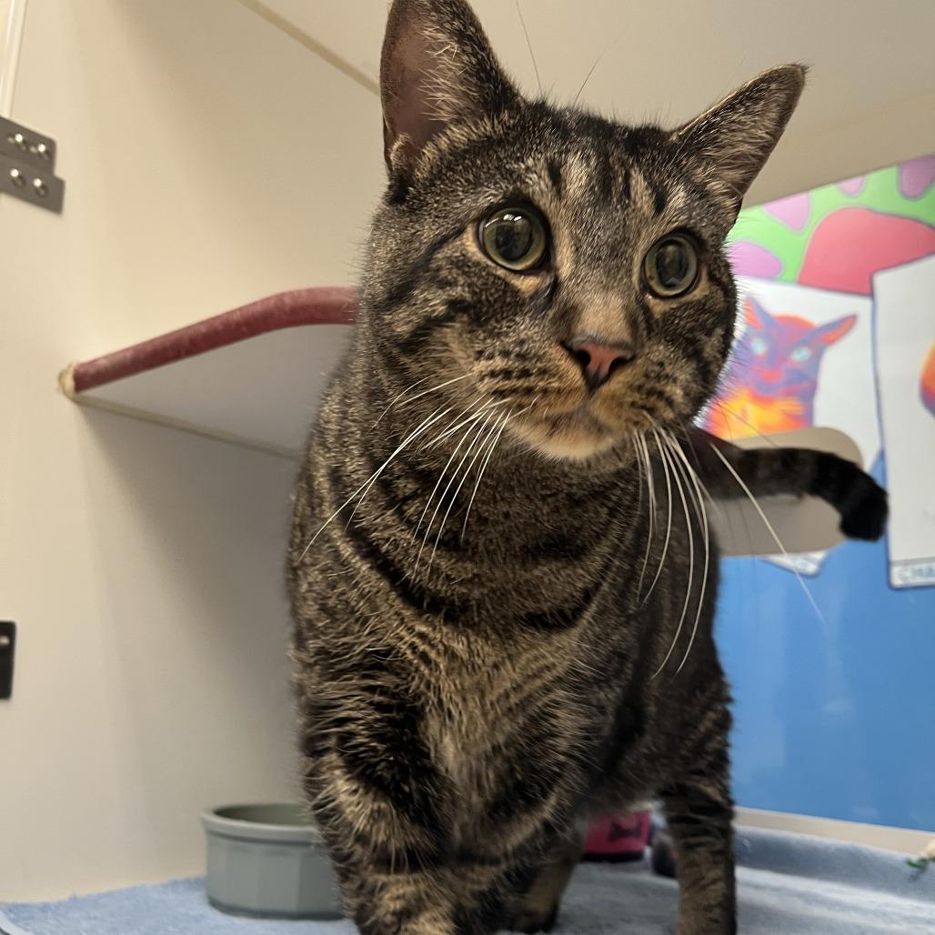 Whiskey, Adoptable, Senior Male Domestic Short Hair.
