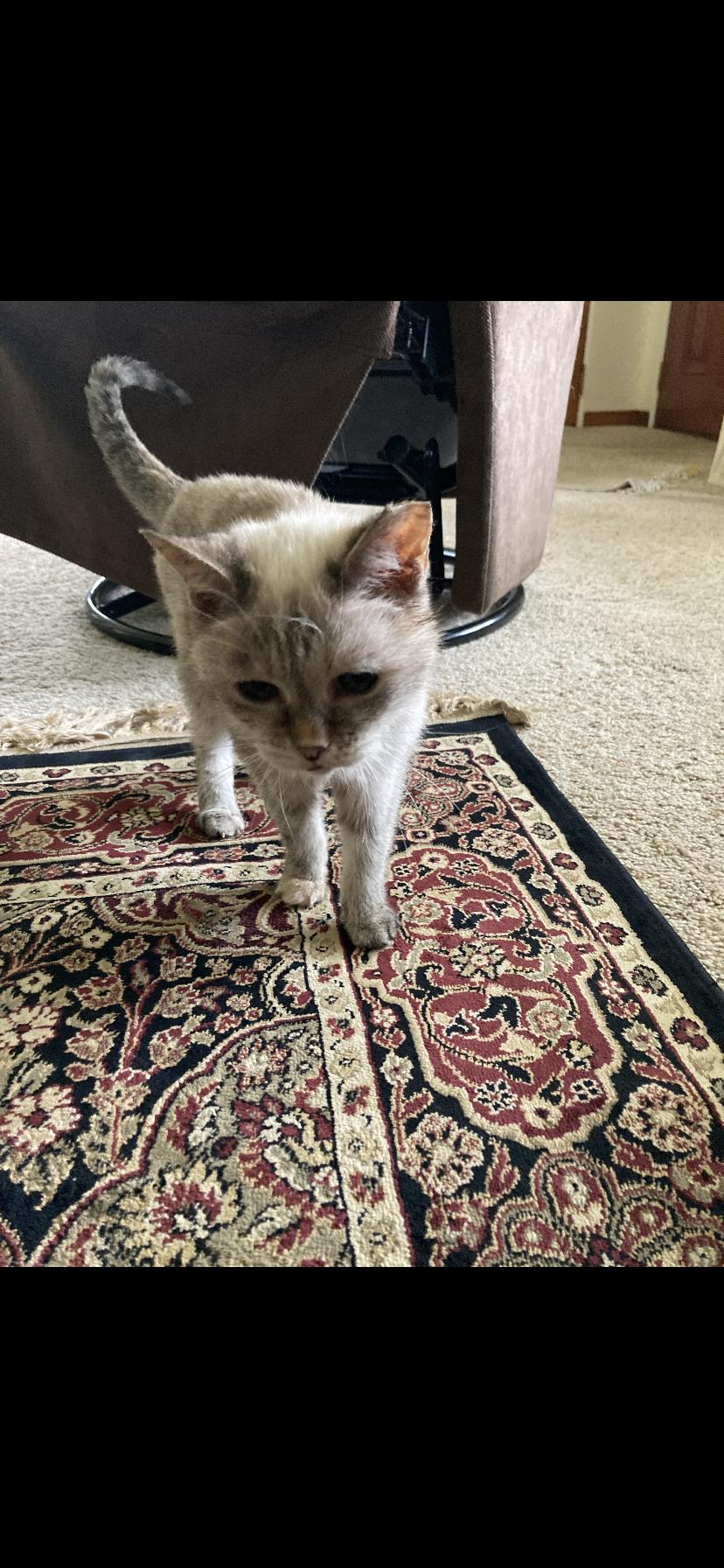 Rocky, an adopted Siamese in Greensburg, PA image 2/2