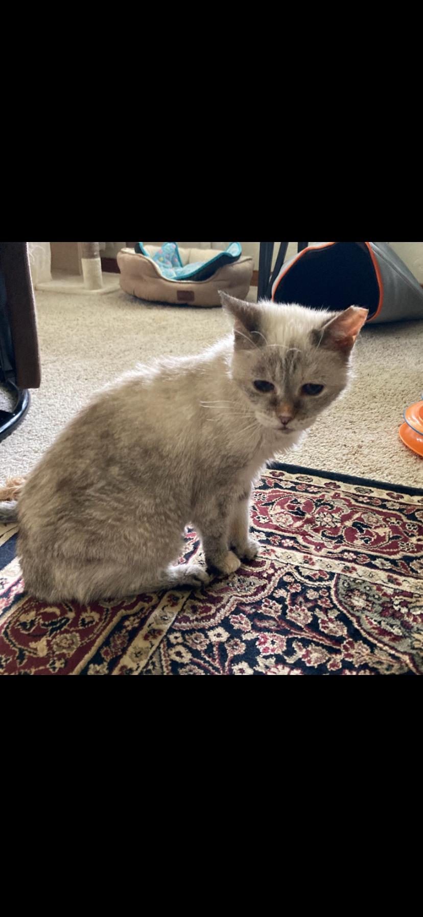 Rocky, adopted, Senior Female Siamese.