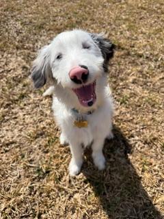 Wink (DM), Adopted, Young Male Australian Shepherd.