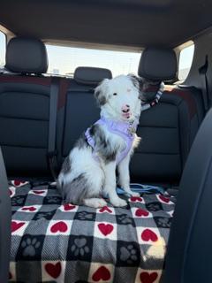 Enlarge Wink (DM), a Adopted mixed breed in Arlington, TX image 2/4