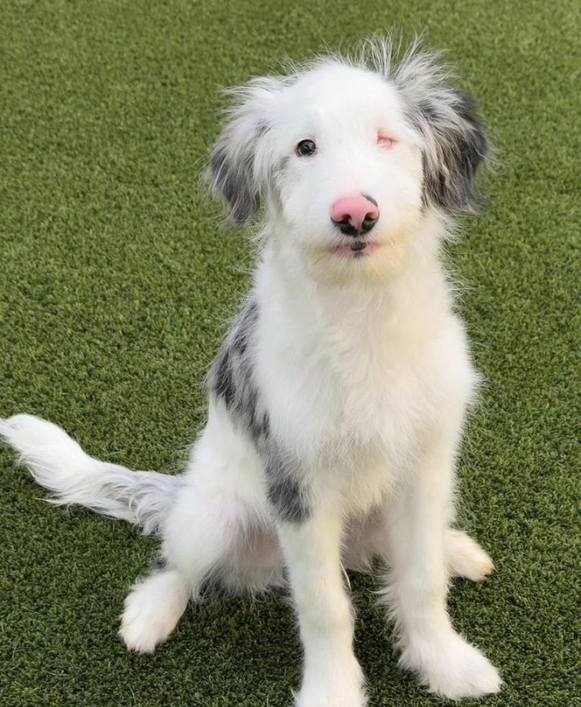 Enlarge Wink (DM), a Adopted mixed breed in Arlington, TX image 4/4