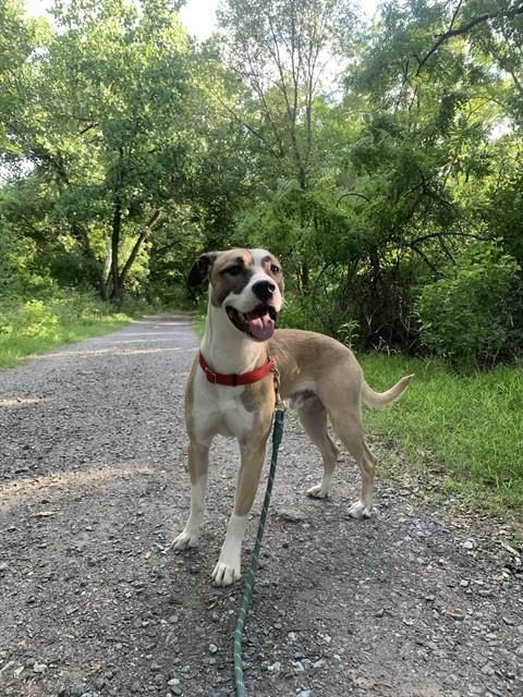 MELLO, Adoptable, Young Male Pit Bull Terrier.