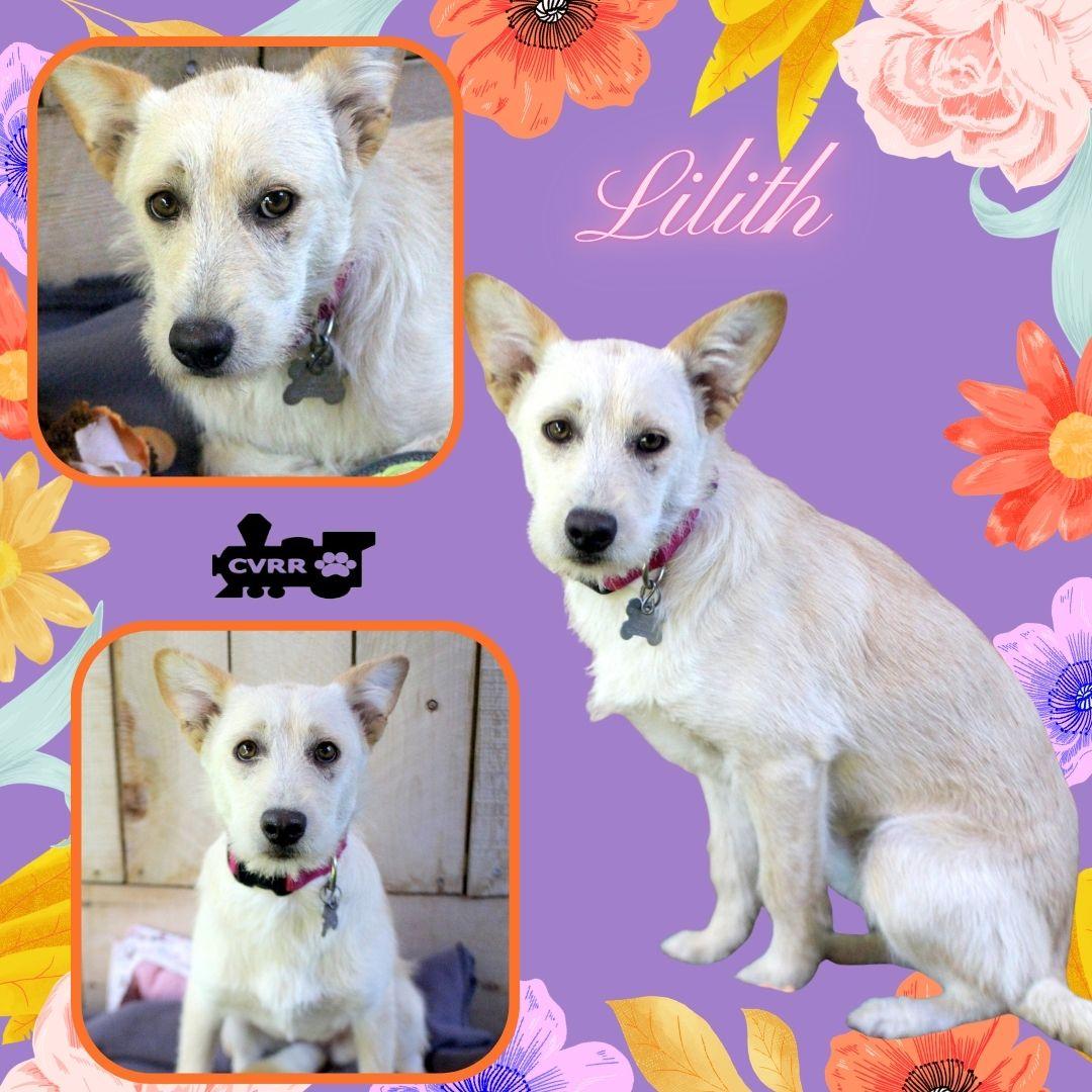 Lilith, Adoptable, Young Female Terrier & Cattle Dog.