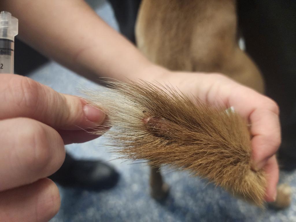 Enlarge Kingo, a Adoptable mixed breed in Maumelle, AR image 1/6