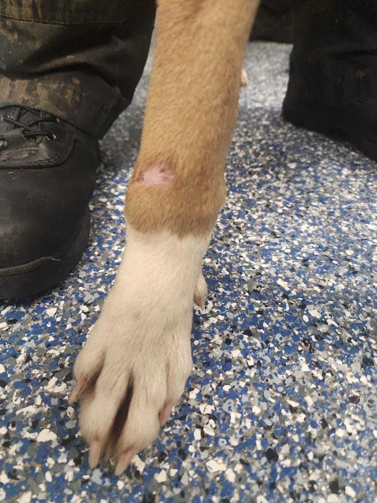 Enlarge Kingo, a Adoptable mixed breed in Maumelle, AR image 2/6