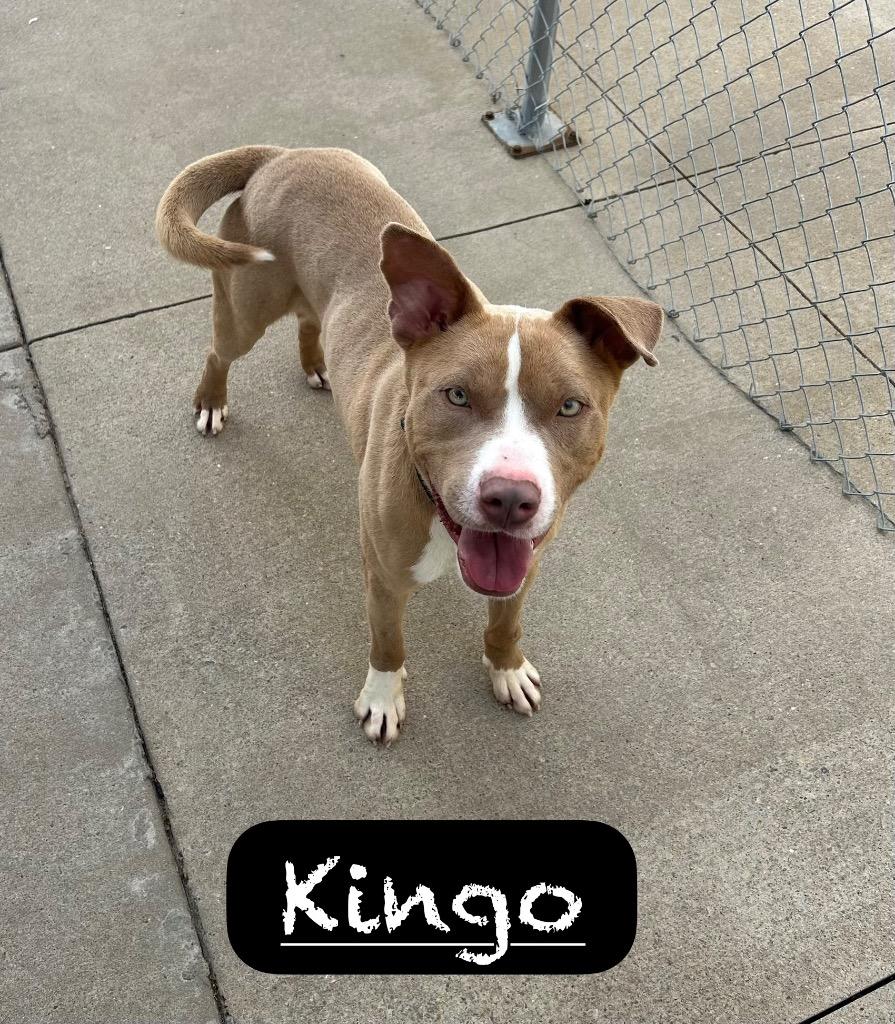 Enlarge Kingo, a Adoptable mixed breed in Maumelle, AR image 3/6