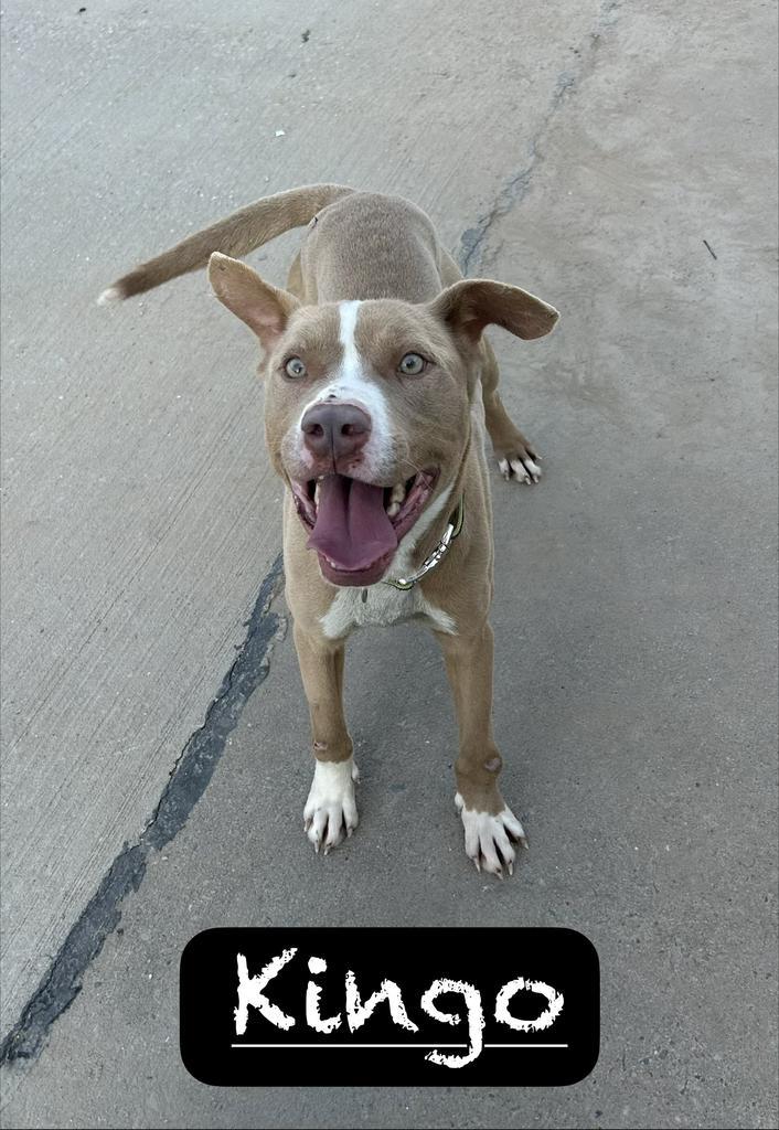 Enlarge Kingo, a Adoptable mixed breed in Maumelle, AR image 4/6