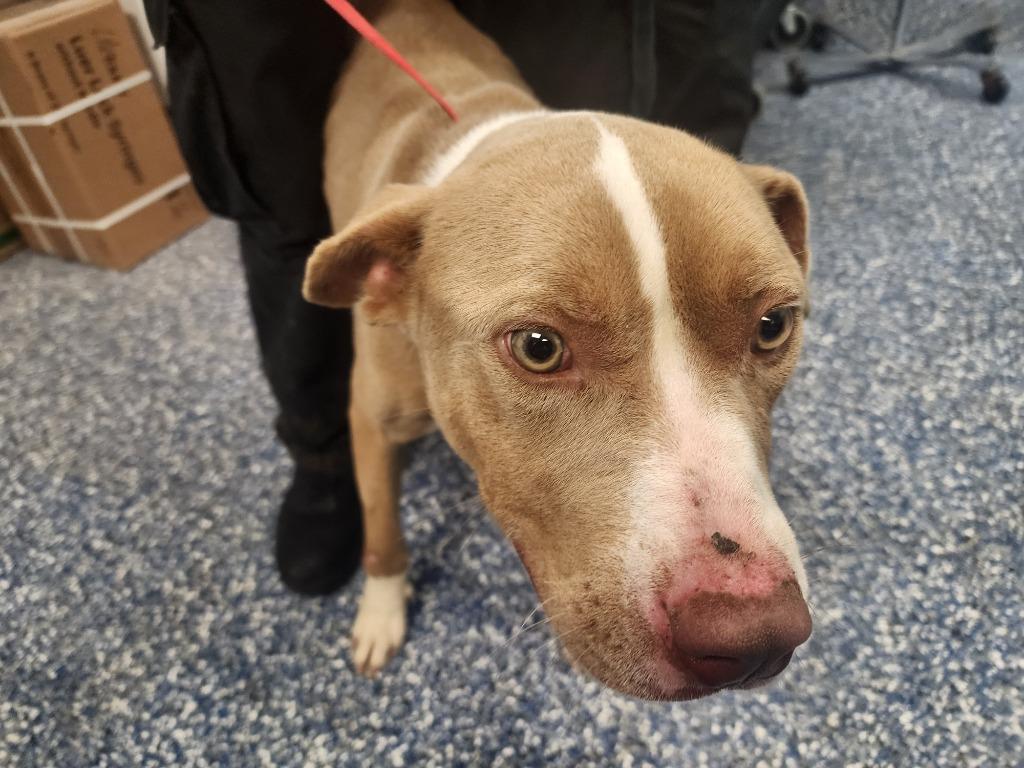 Enlarge Kingo, a Adoptable mixed breed in Maumelle, AR image 5/6