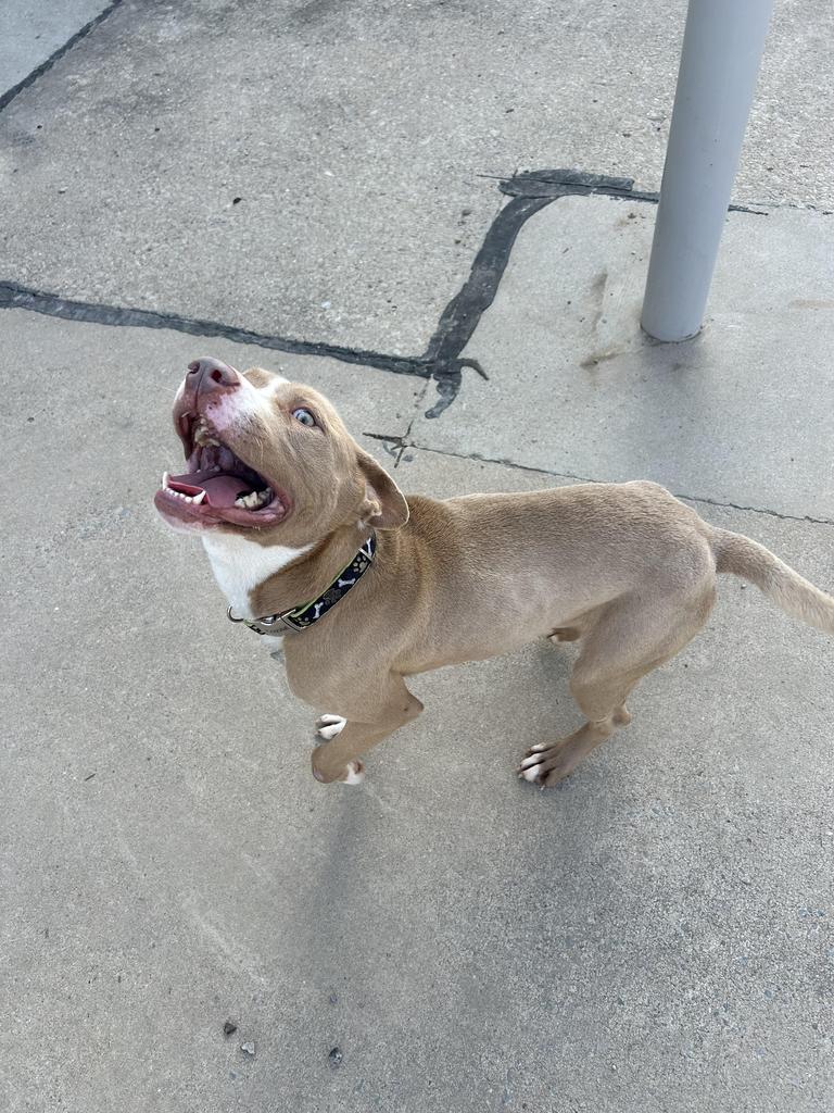 Enlarge Kingo, a Adoptable mixed breed in Maumelle, AR image 6/6