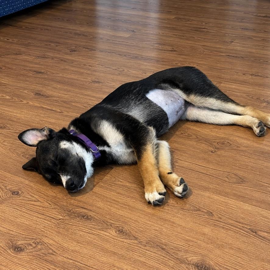 Pearl, a ADOPTABLE mixed breed in Long Beach, WA image 5/5