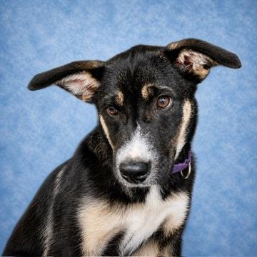 Pearl, a ADOPTABLE mixed breed in Long Beach, WA image 2/5