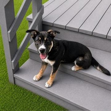 Pearl, ADOPTABLE, Puppy Female Shepherd.