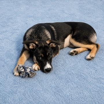 Pearl, a ADOPTABLE mixed breed in Long Beach, WA image 4/5