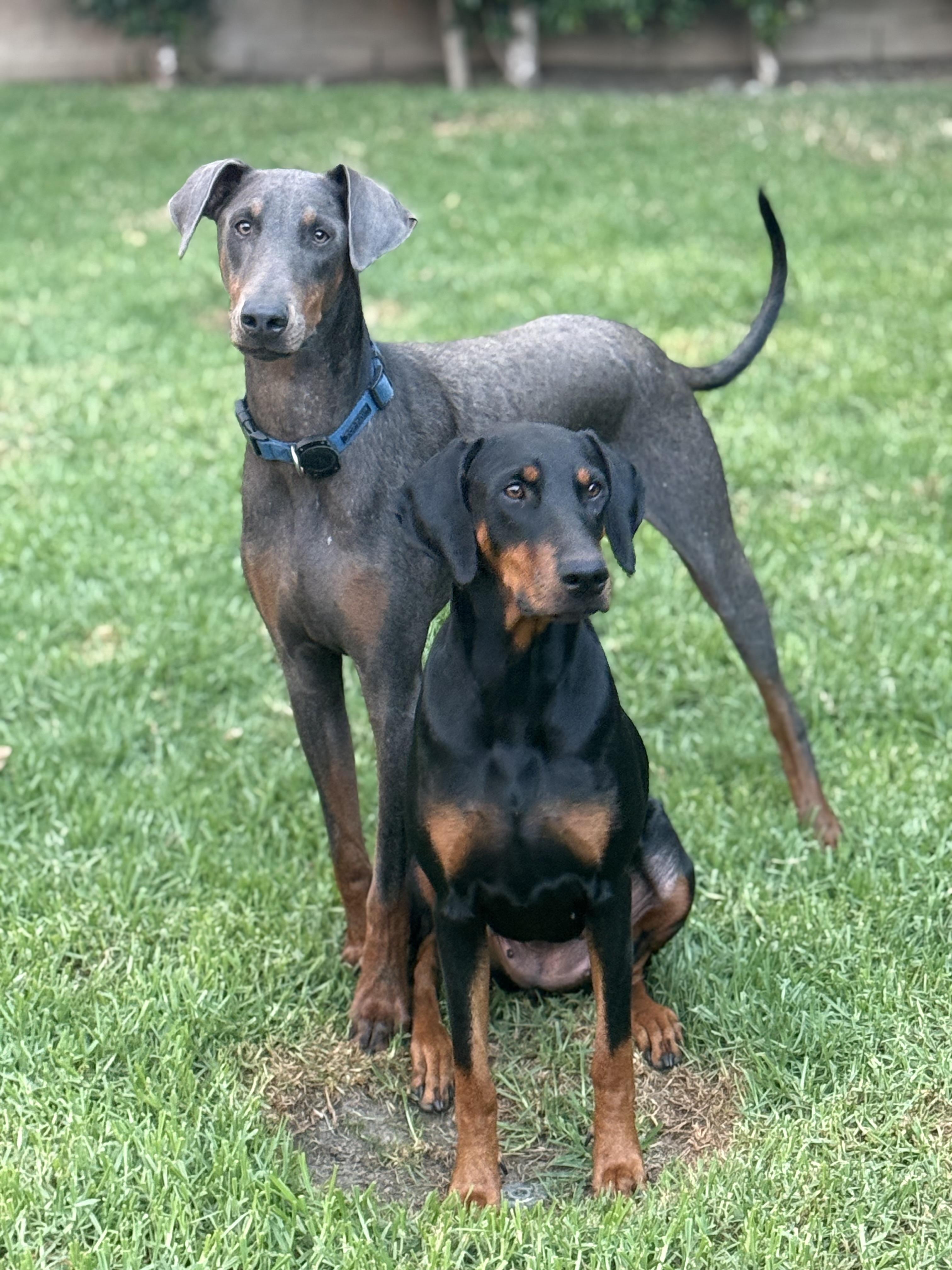 Enlarge Tilly, a Adoptable Doberman Pinscher in Los Angeles, CA image 1/1