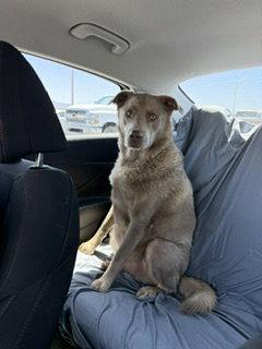 GREG #3, Adopted, Adult Male Labrador Retriever & Australian Shepherd.