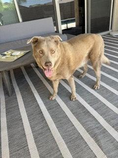 Enlarge GREG #3, a Adopted mixed breed in Chandler, AZ image 2/3