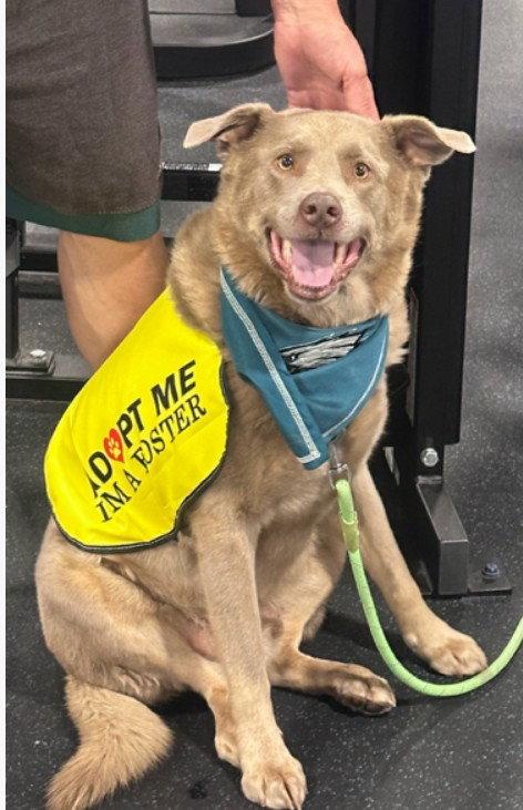 Enlarge GREG #3, a Adopted mixed breed in Chandler, AZ image 3/3