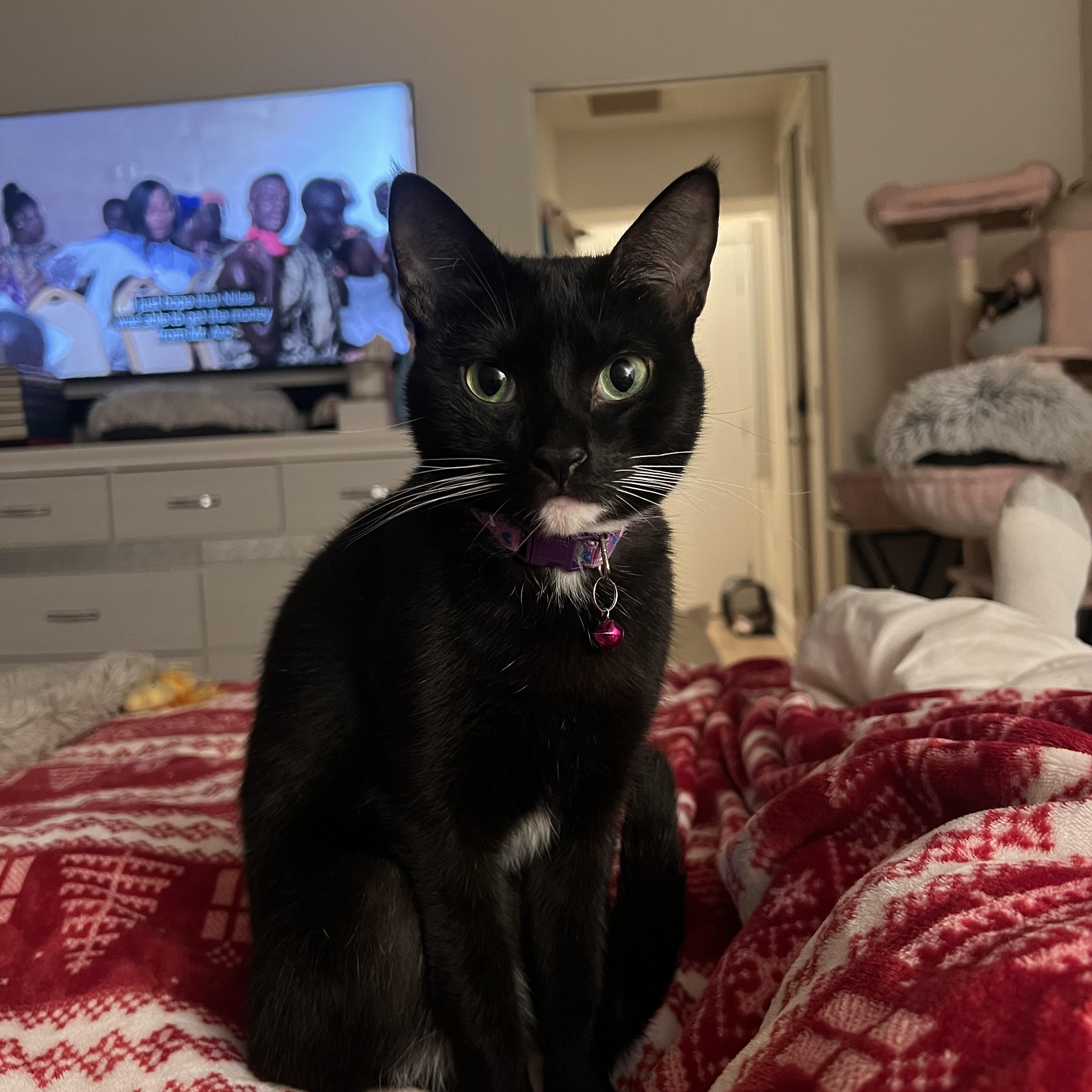 Cat for adoption - Toothless, a Domestic Short Hair in Bridgehampton ...