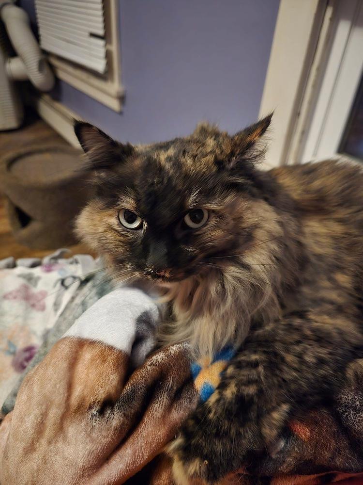 Daphne, Adoptable, Senior Female Domestic Long Hair.