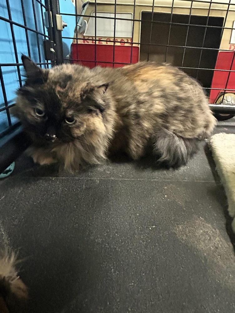 Enlarge Daphne, a Adoptable Domestic Long Hair in Franklin, PA image 2/3