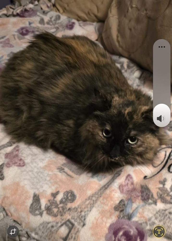 Enlarge Daphne, a Adoptable Domestic Long Hair in Franklin, PA image 3/3